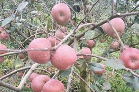 国产糖心苹果的口感评价与美味程度检视