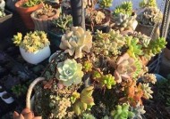 国产天鹅绒多肉植物是否会出现糖心情况？专家研究解读
