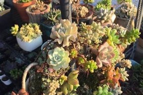 国产天鹅绒多肉植物是否会出现糖心情况？专家研究解读