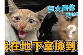 糖心橘子猫：一段温暖的国产影片之旅