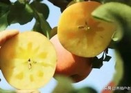 探索国产糖心苹果的有效促销策略与创新方法