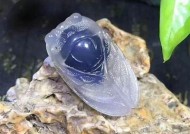酒心糖在线观看：潭石带你领略甜蜜与情感的交织