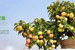 观看糖心芋圆圆！精彩动画在线免费观看，带你开启甜蜜之旅！