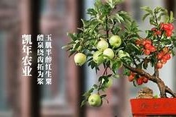 糖心甜豆高清在线观看，畅享甜蜜青春故事互动体验