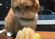 柚子猫趣味糖心VLOG：可爱日常与精彩瞬间分享