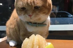 柚子猫趣味糖心VLOG：可爱日常与精彩瞬间分享