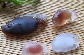 糖心阿乐视频分享：畅享美好生活的乐趣与启发