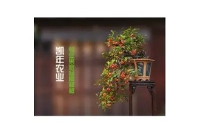 探索糖心视频成人版：内容简介与观看指南
