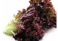 91糖心在线观看：甜蜜爱恋与青春追梦的浪漫故事