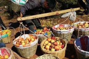 糖心一区泡沫：探索新兴动向与市场动态检视