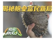探索糖心鲍鱼的原产地及其在中国的养殖现状