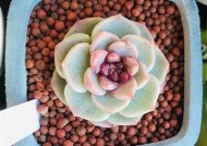 国产天鹅绒多肉是否会出现糖心情况？详解养护技巧与观察方法