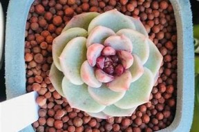 国产天鹅绒多肉是否会出现糖心情况？详解养护技巧与观察方法